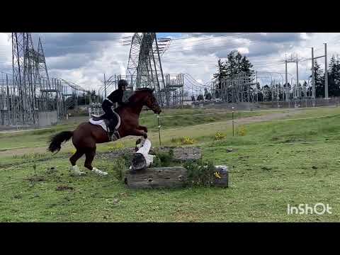 Nina the little mare that could