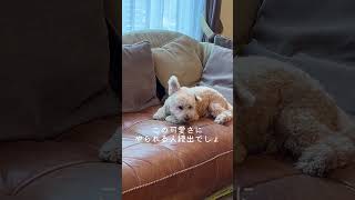 片耳ピーン！のむぎちゃん#トイプードル #犬 #犬のいる暮らし #dog