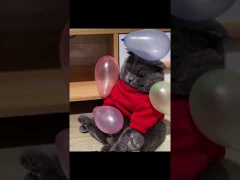 Cute Cat Must See Play With Balloons Animals Lovers #shorts