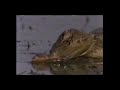 National Geographic Worst Nightmares Of Nature 1996
