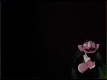 Sesame Street The Count