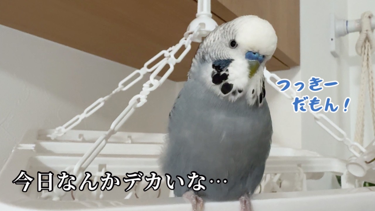 いちいち返事が可愛いジャンボ君。この後まさかの災難が…w