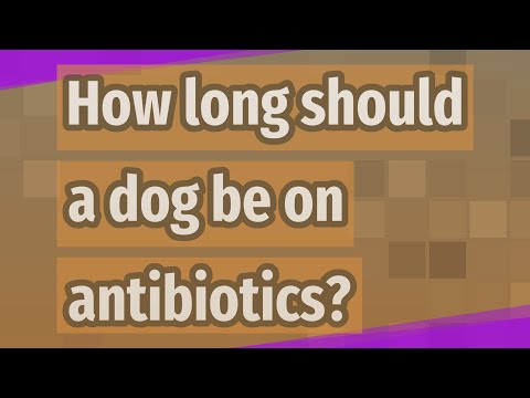 How long should a dog be on antibiotics?