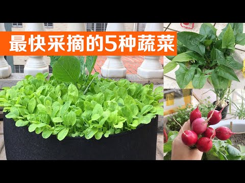 , title : '在阳台种植，最快采收的5种蔬菜｜The five fastest vegetables to harvest'