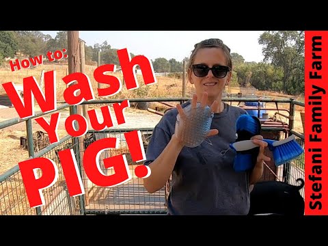 How to Wash Your Pig, Preparing For Show Day