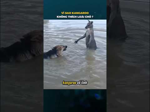 Vì sao Kangaroo KHÔNG THÍCH loài Chó.