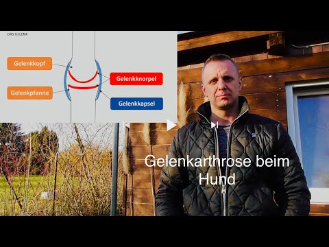 Steife Gelenke im Fuß Wie mit Salbe Vishnevsky Gelenke Kniegelenke behandeln