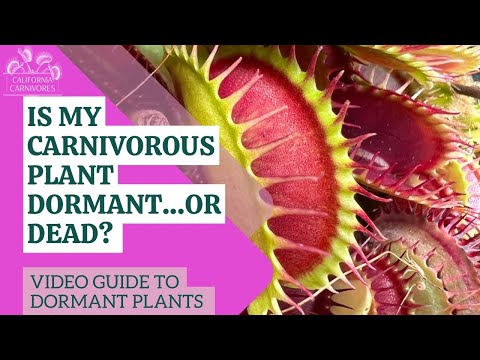 Is my carnivorous plant dormant or dead?