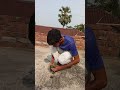 Santali Funny Short Video Aam Ki Sijan Santali Comedy Short Comedy Funny