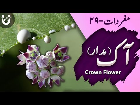 Aak (Crown flower/Milk weed) | آک (مدار)