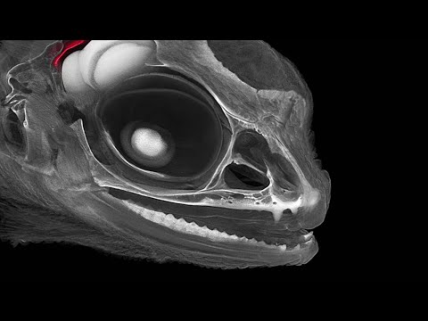 *REAL* Lizard brain anatomy 3D - Flying dragon *4K*