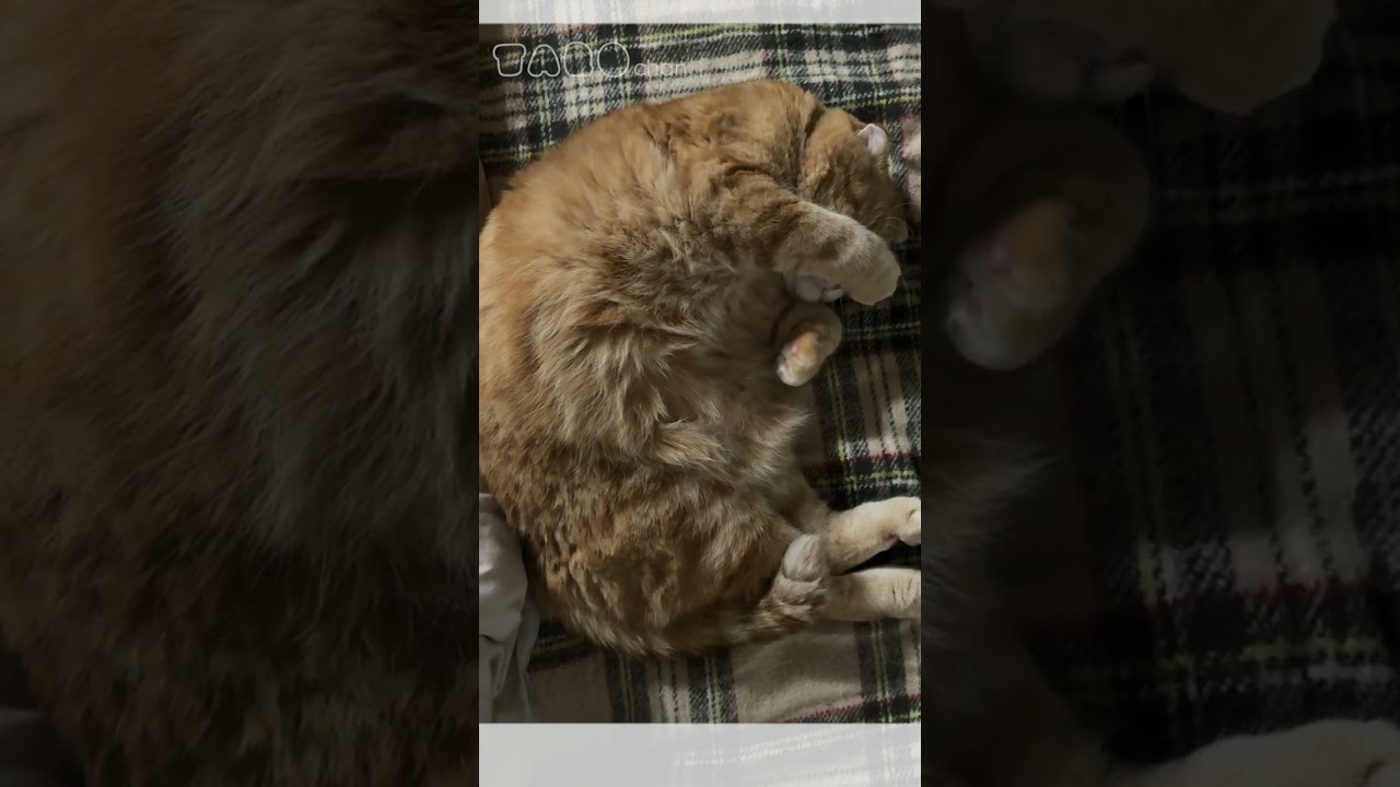 ホットカーペットを出すとすぐに寝ていたたろちゃんが可愛い【#shorts】