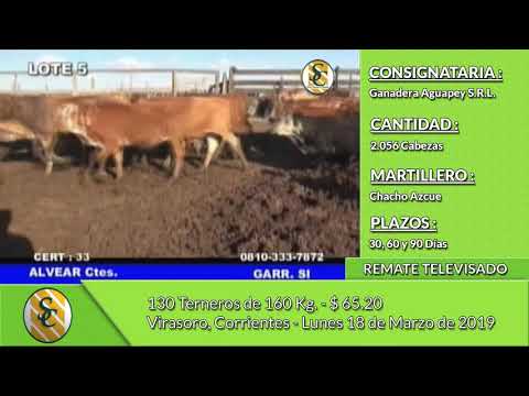 18-03-19 - Venta de Machos - Remate Televisado de Ganadera Aguapey S.R.L. - Corrientes