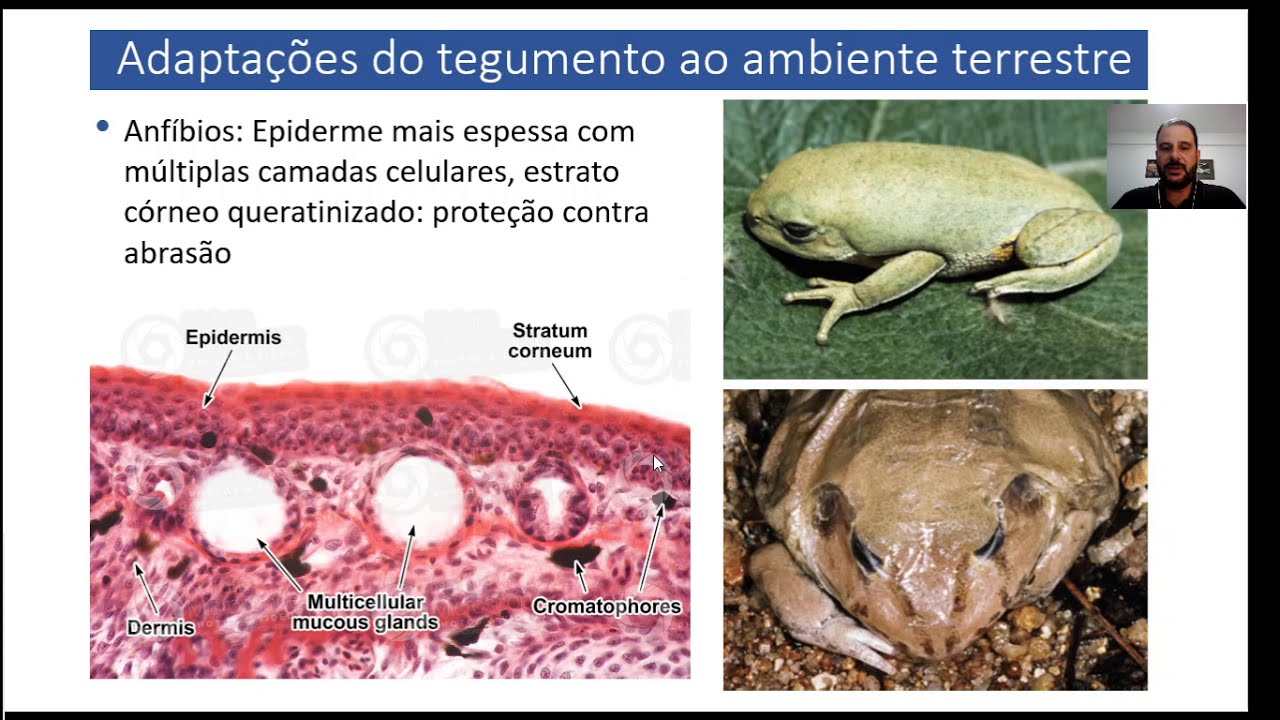 Aula: Origem dos Tetrapoda e Conquista do Ambiente Terrestre - Parte 3