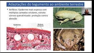 Aula: Origem dos Tetrapoda e Conquista do Ambiente Terrestre - Parte 3