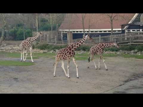 een wandeling in Blijdorp (1)