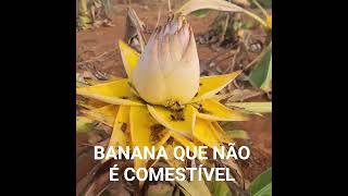 BANANA PRIMITIVA
