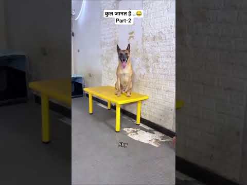 ✨ English से अवधी ..😂😂।।  Part-2 ।। #shorts #shyamji #funny #dogs #animals
