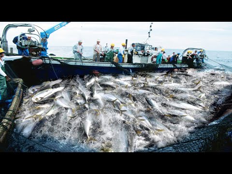 Unbelievable Seine Nets Fishing On The Sea - Japanese catching thousands of Yellowtail On the Boat