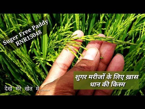RNR-15048-Diafit Paddy Seeds-Sugarless   Pusa RNR 15048 sugar free paddy seed