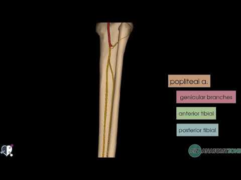 Lower Limb Arteries Overview