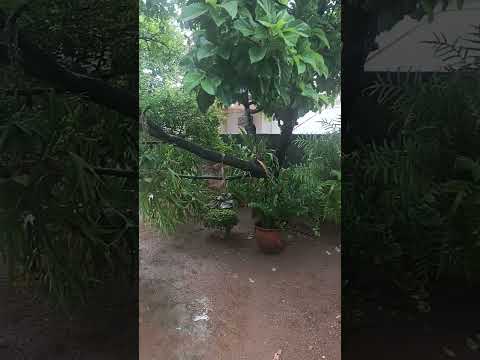 Momentos de lluvia en el municipio baralt del Estado Zulia
