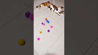 Funny ..😻😁😂 #shortsfeed #cat #shorts #funnycat #catvideo #catlovers