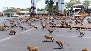 ANIMAL INVASIONS OF THE CITY CAUGHT ON CAMERA