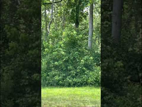 ORTHODOX ETERNAL MEMORY 🪴☦️🪴