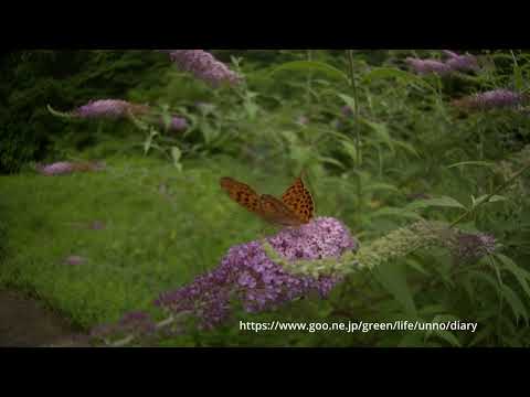 ウラギンスジヒョウモンの飛翔2024