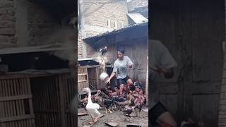 Download lagu Sebagai peternak harus extra sabar ternak ayam kampung rumahan @supercaktris #shorts mp3