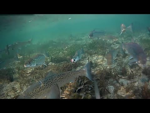 Stor stime havørreder på Lolland