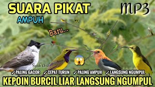 Download lagu SUARA PIKAT BURCIL RIBUT PALING AMPUH GACOR POINNYA 😱 mp3