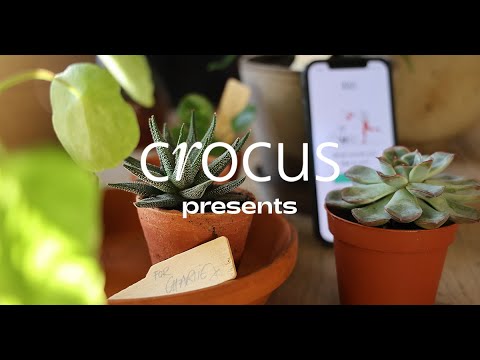 IRIS by Crocus:Plant ID & Care