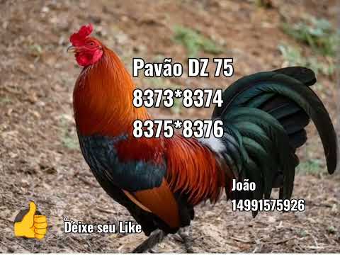 Palpites Sônia Santos p/JB 13/01/26 Terça Feira 