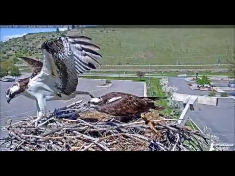Male skydances and brings Iris a fish 2019 05 11