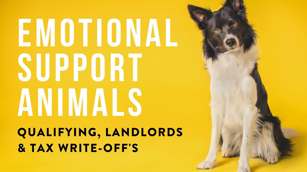 Emotional Support Animals Rules