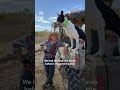 Go Easy On Her It S Her First Time On The Tools MusterDogs Dog DogTraining Farming DITL