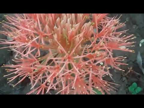 #flower #colour #beautiful #beauty #school #garden #life #sameen