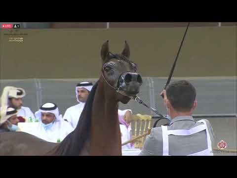 N 190 AAHD ALYACOUB   23rd Qatar National Arabian Horse Show   Yearling Fillies Class 3D