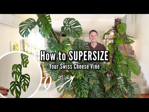 How to continuously grow a large Monstera