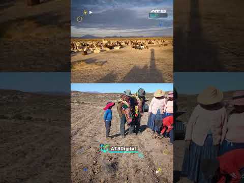 📊Cuatro municipios de Bolivia tendrán un solo candidato en la papeleta🗳️