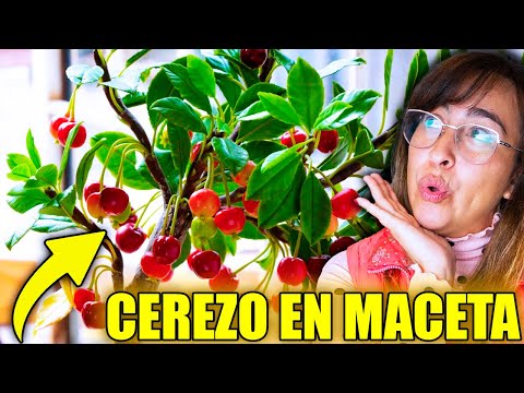 🍒 CÓMO TENER un ÁRBOL de CEREZA en MACETA 🪴 Con Mucha Cosecha!!!
