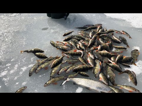 Kalastus - ahventa mereltä 2.4.2022