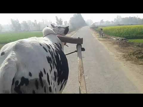 Pind 156 GB To 158 GB Da Road | Bail Car With Manipuria