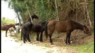 preview picture of video 'Agriturismo i Moresani - Horse Riding - Casal Velino (Cilento)'