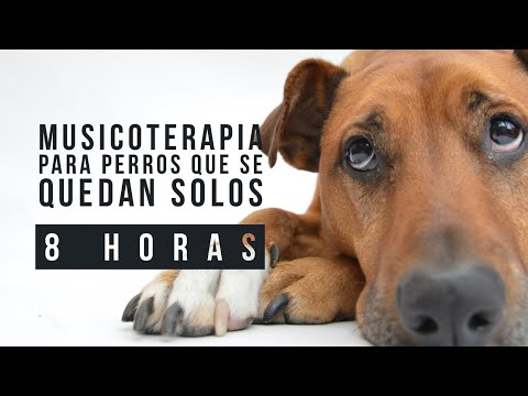 🔊 🐶 Music therapy for dogs that are left alone 😢 8 HOURS OF MUSIC for dogs, Perrhijos