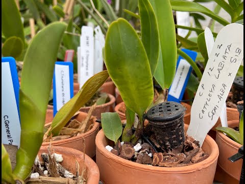 How to repot Cattleya seedlings