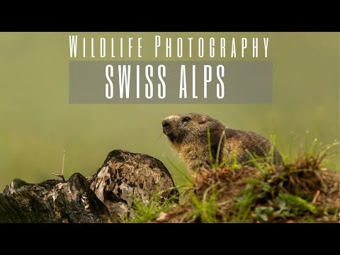 Alpine Marmot | Wildlife Photography in the Alps