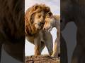 What Happened To Simba And Nala After The Lion King Shorts Disney